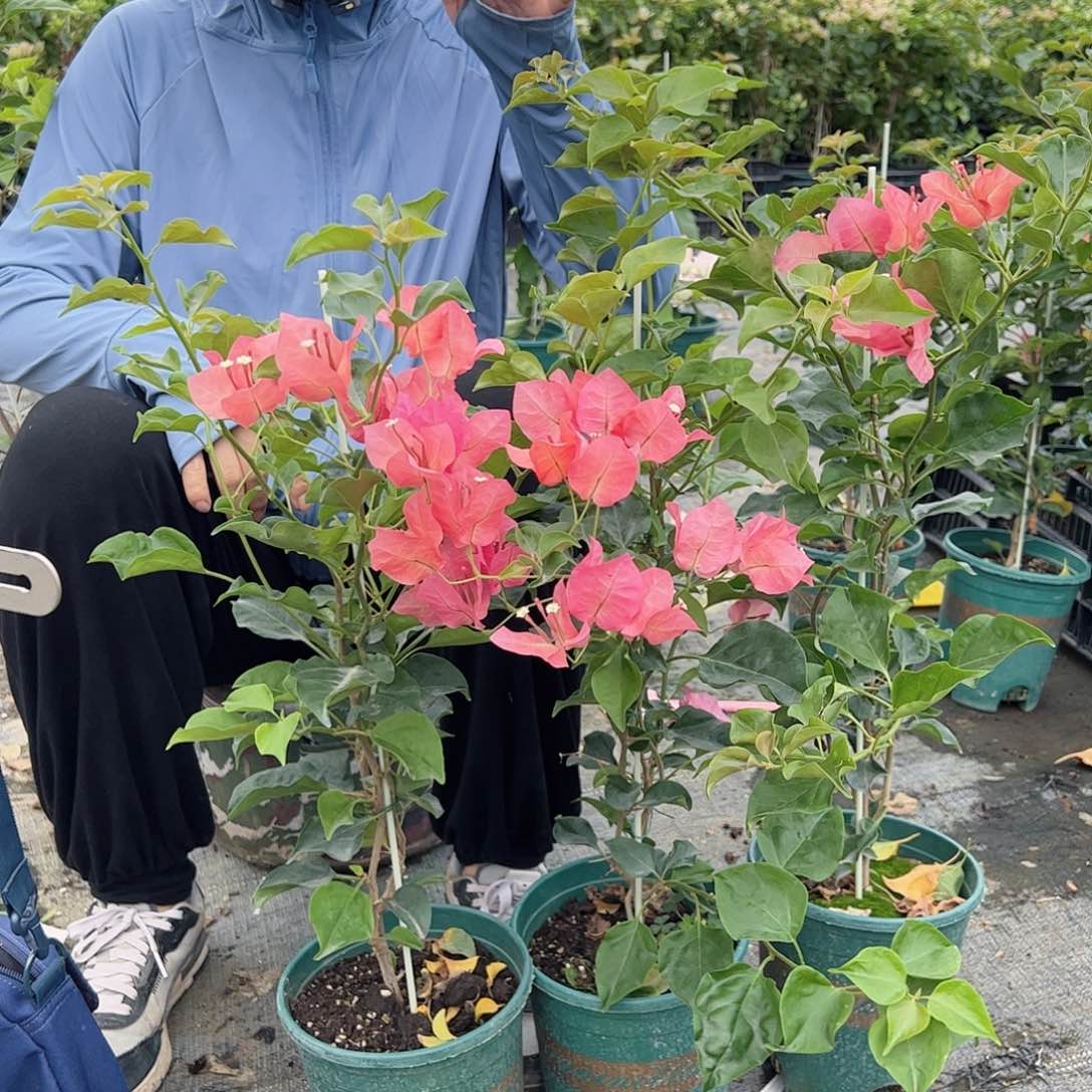 完全开放蒙娜丽莎日落一颗