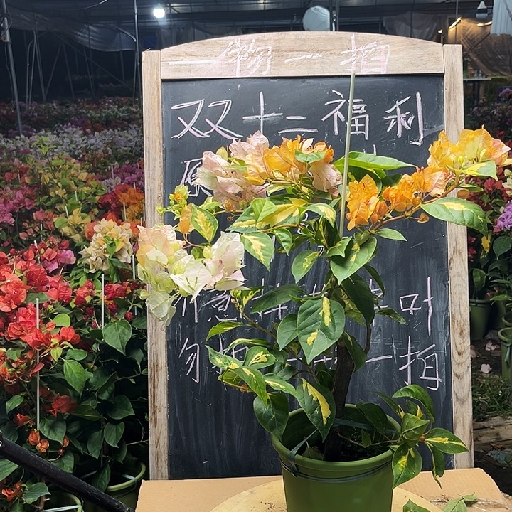 完全开放三角梅黄白