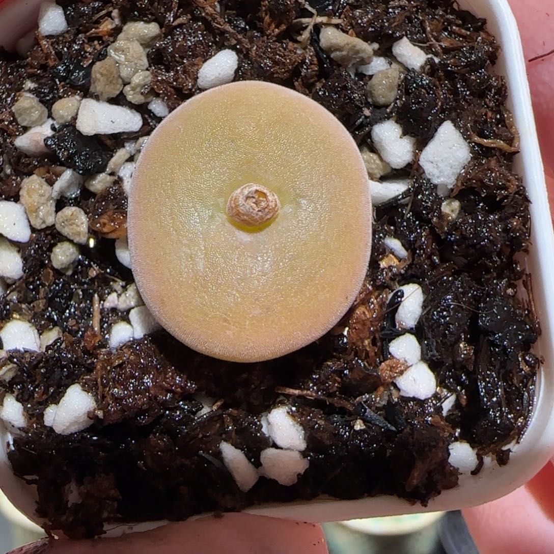 肉锥多肉植物百科-空卡818