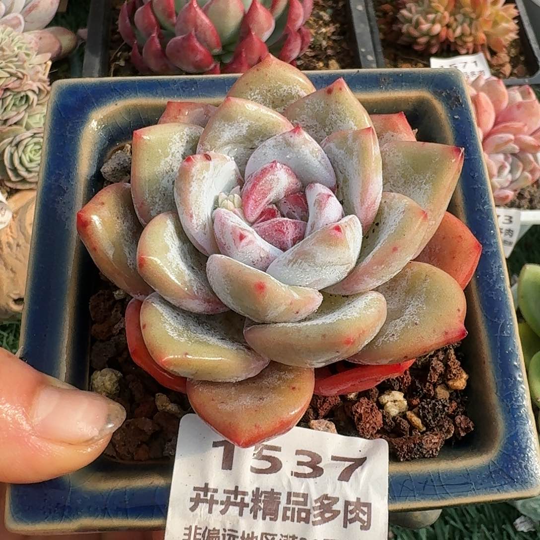 1537一物一拍（满28包邮）