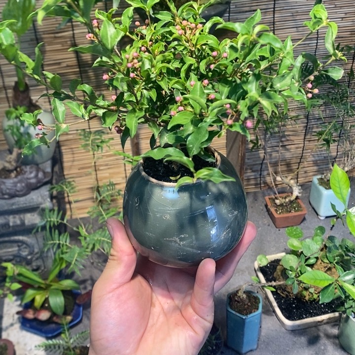 添****1退款拉黑一物一拍113