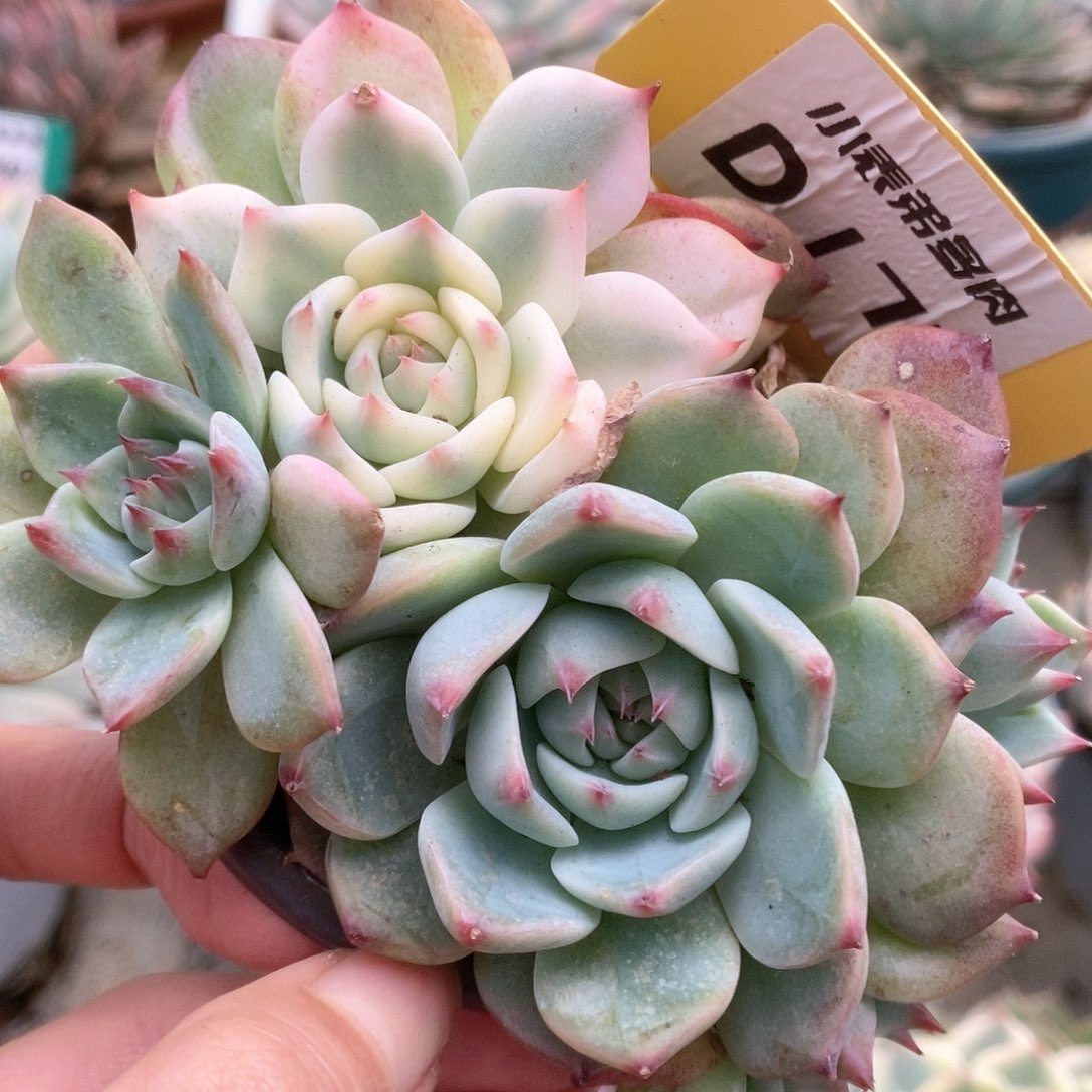 176锦锦锦锦锦锦锦锦锦