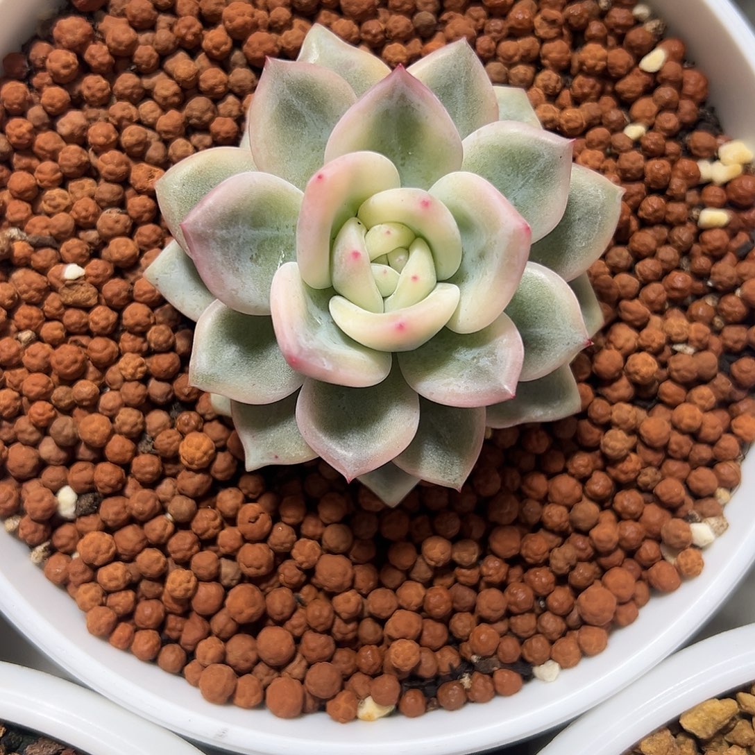 伊丽莎白锦多肉植物