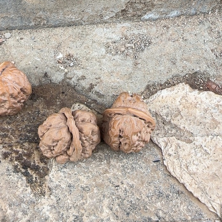 .***.文玩核桃把件蛤蟆头