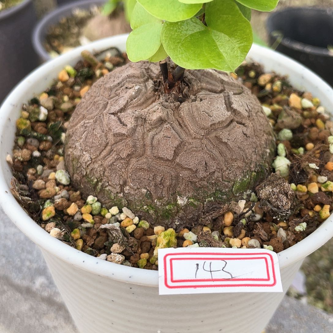 龟甲龙一物一拍143号7cm