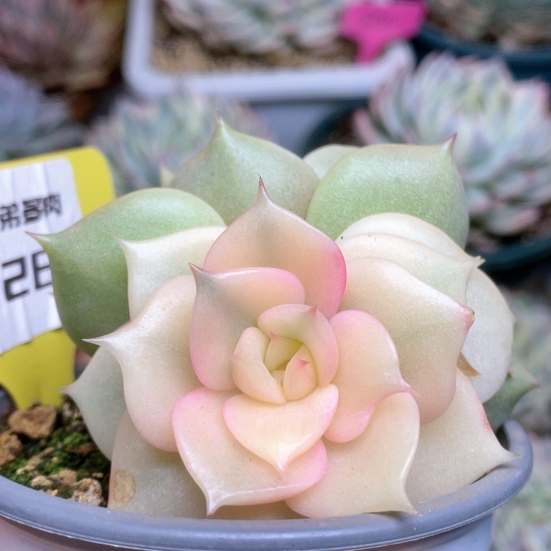 D289贝加尔湖锦锦锦锦锦锦锦