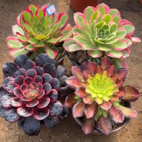 868多肉植物组合