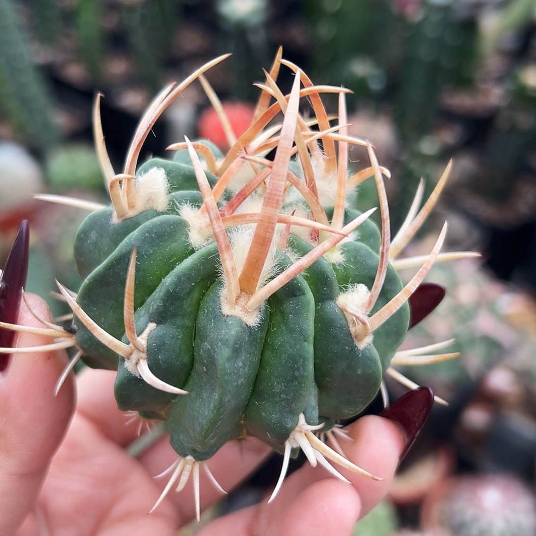 龙剑仙人球1111111