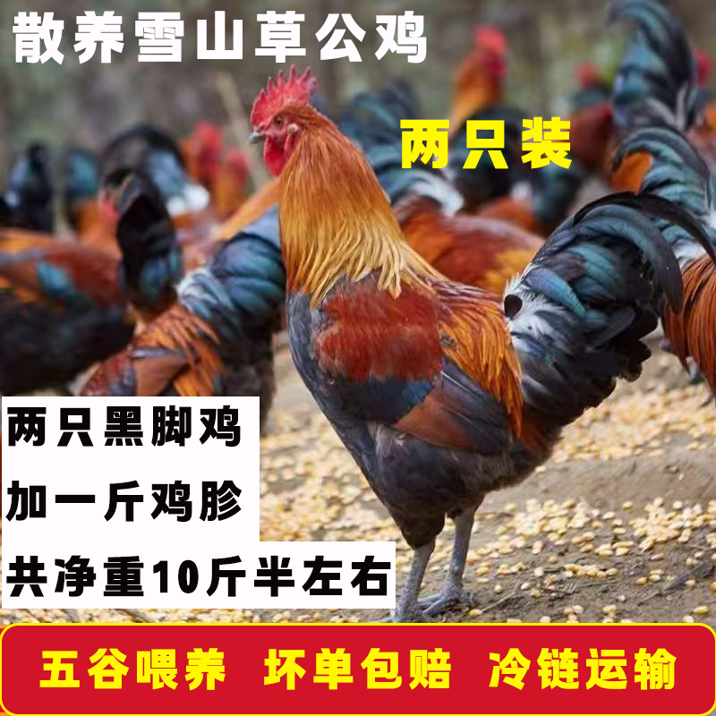 （年终款）两只黑爪雪山草公大冠公鸡加一斤鸡胗共净重10斤半左右