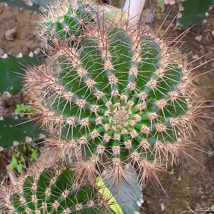 玛雅无根侧芽三公分左右