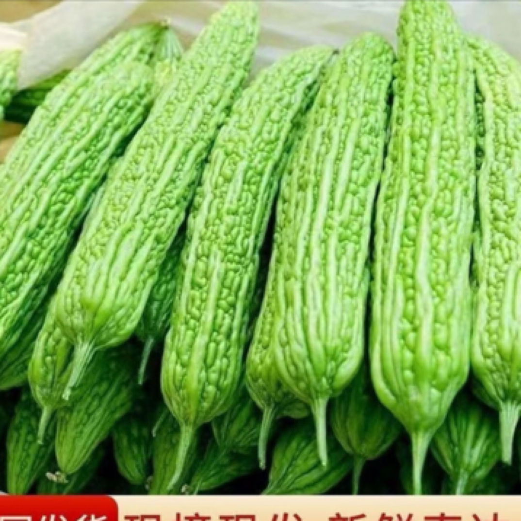 5斤沂蒙山苦瓜现摘