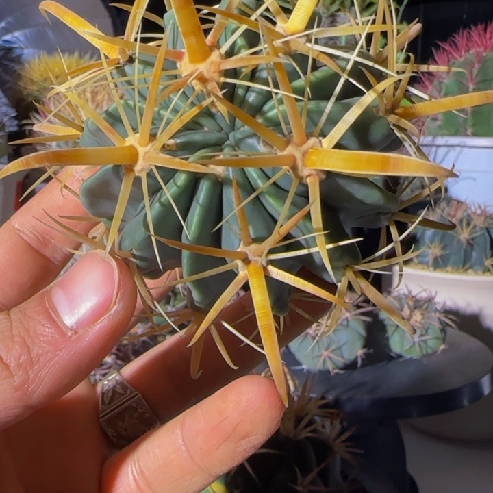 宽刺金致玉精品大福利