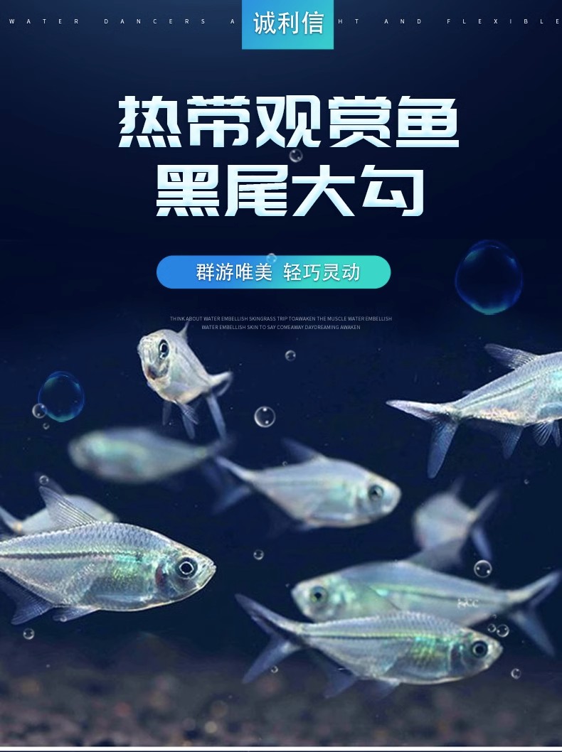 3cm黑尾大勾5条（不包损）