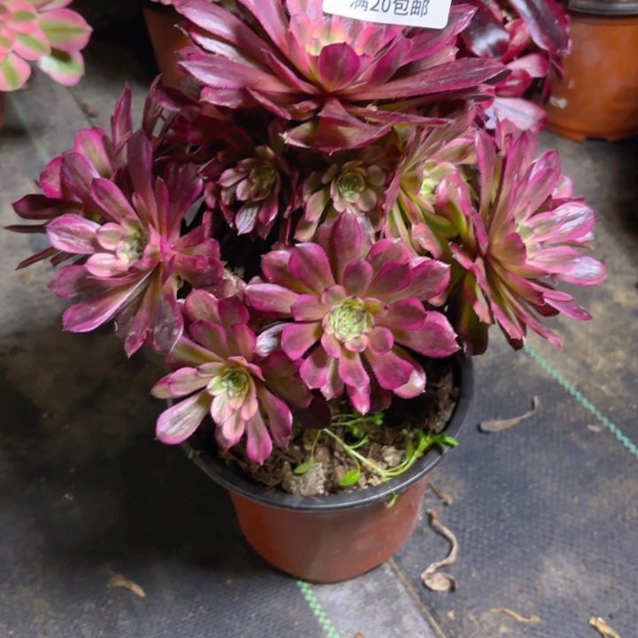 瑞妈一物一拍871