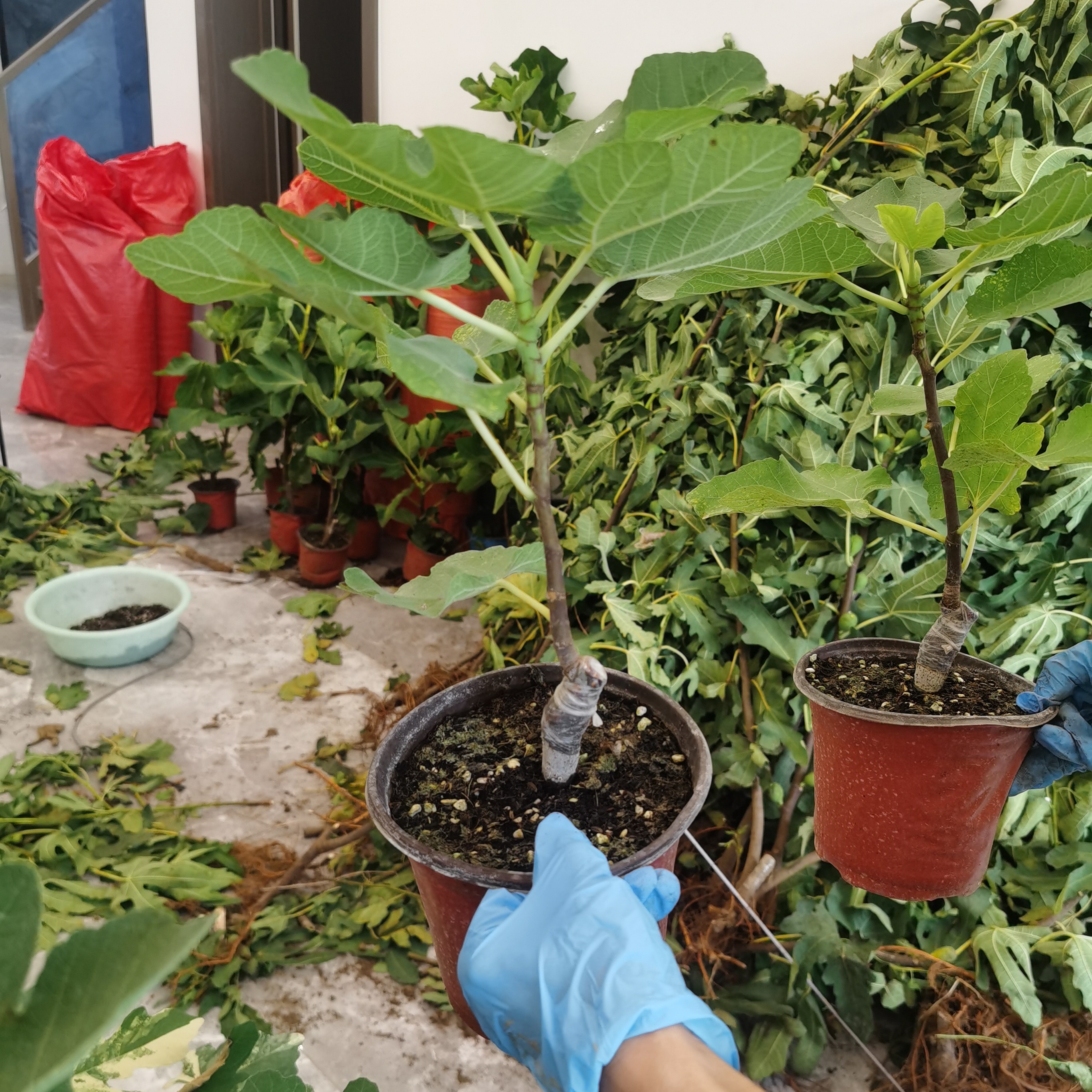 （红美人）花痴家无花果盆栽地栽