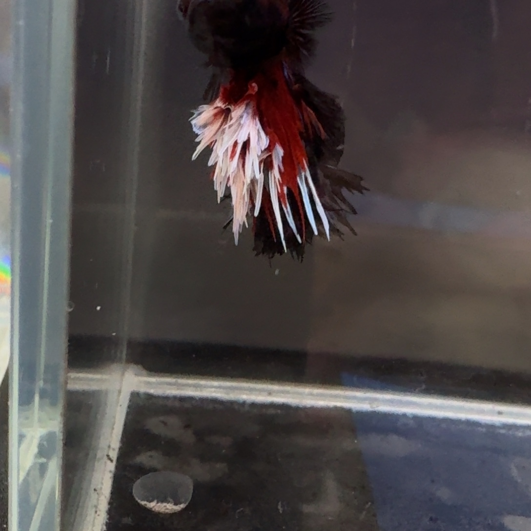 乄****海水鱼27号贴暗黑地狱火绣球半月