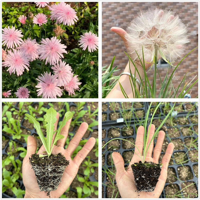 粉色蒲公英花苗 巨型蒲公英苗盆栽耐寒草本花卉植物包邮