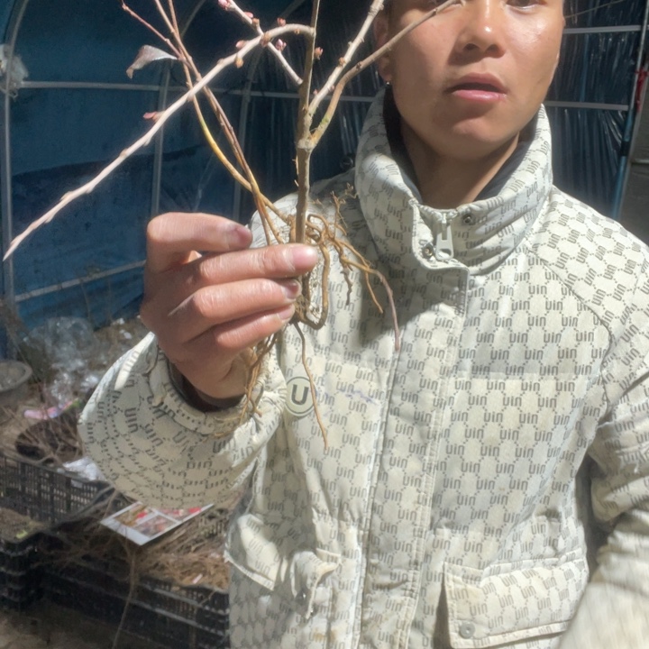 赤八重海棠花一颗