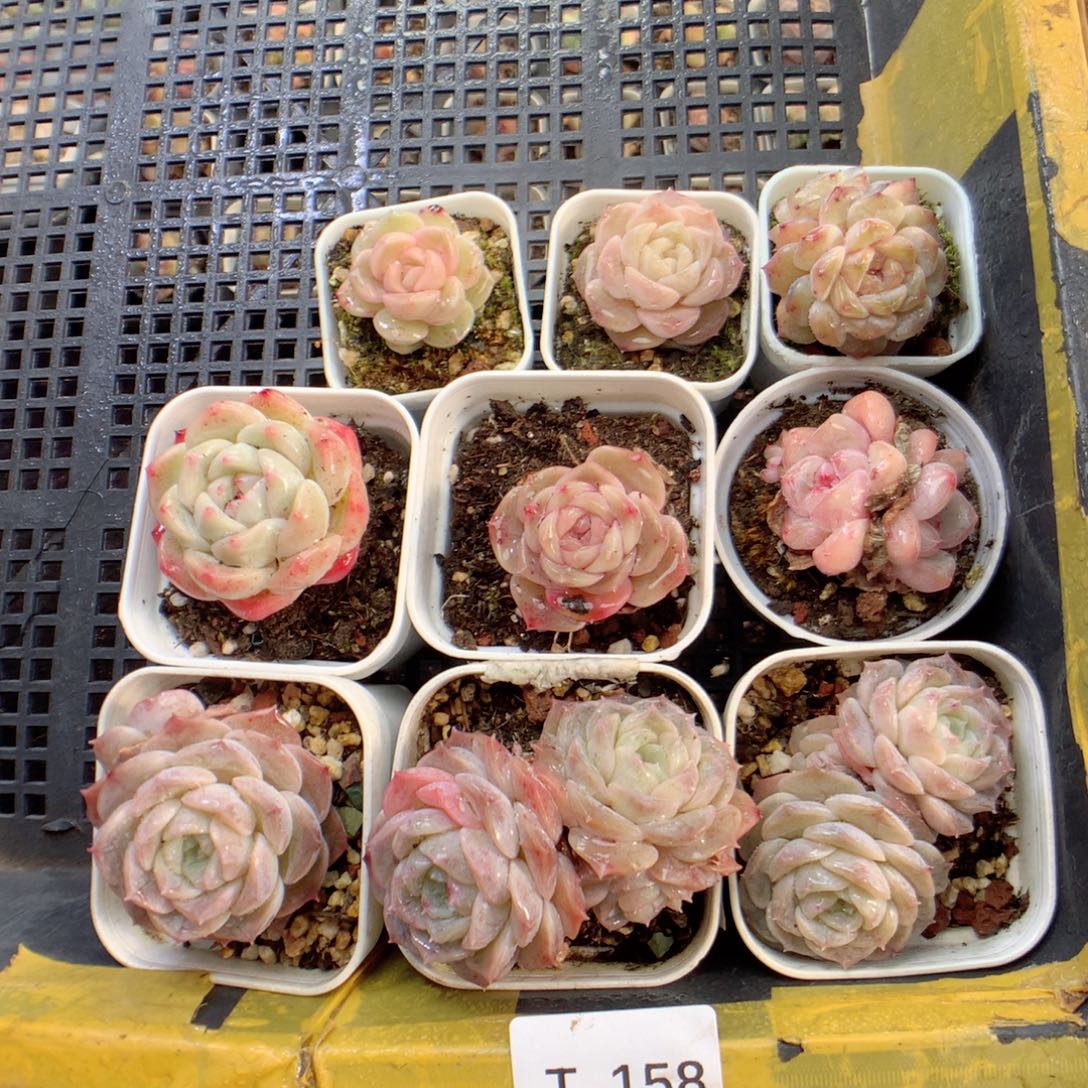 无花朵T158雨雨雨雨