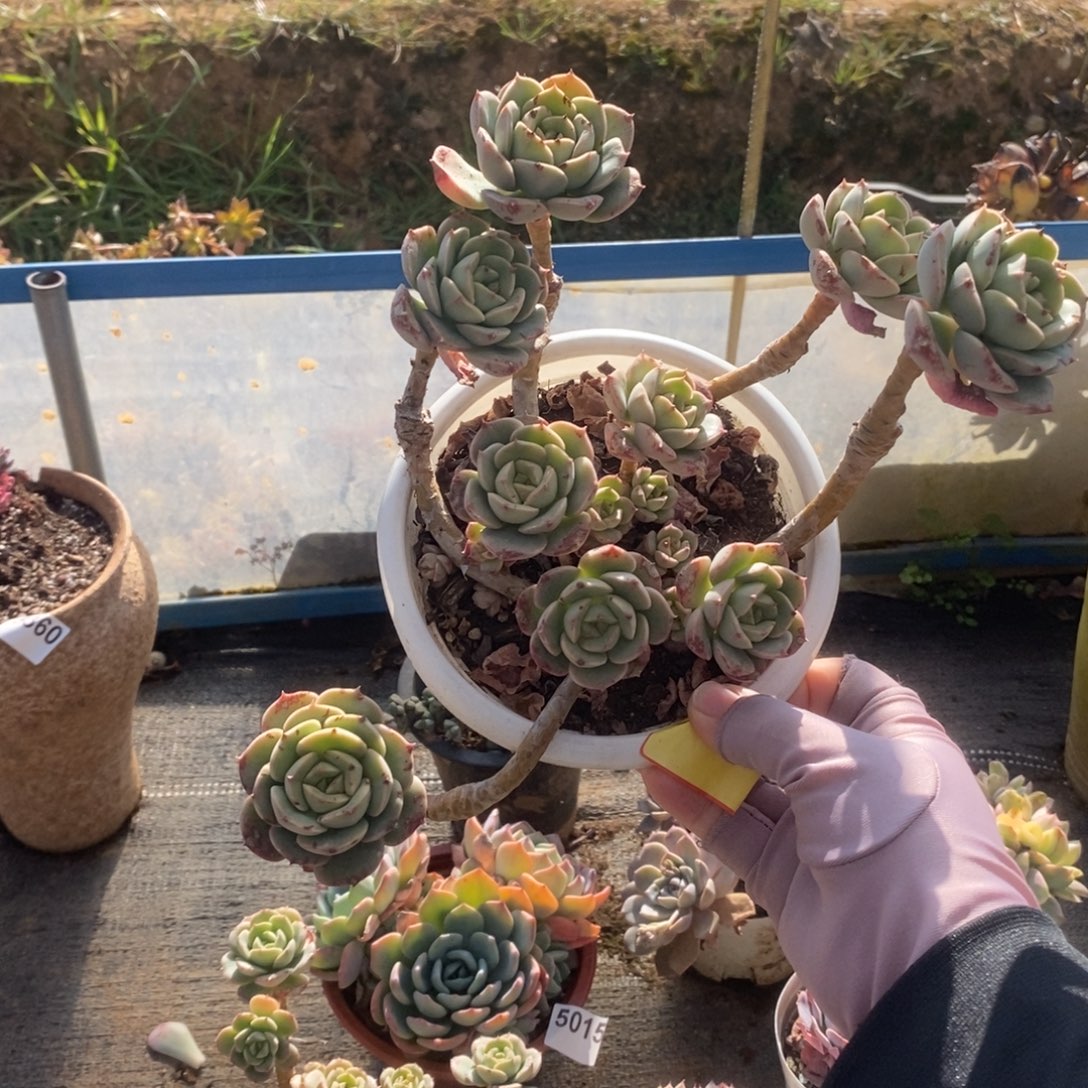 258尼可莎拉玫瑰一物一拍