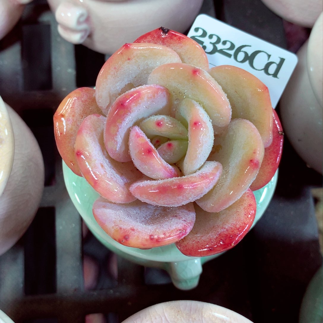 5厘米盆精控多肉2326