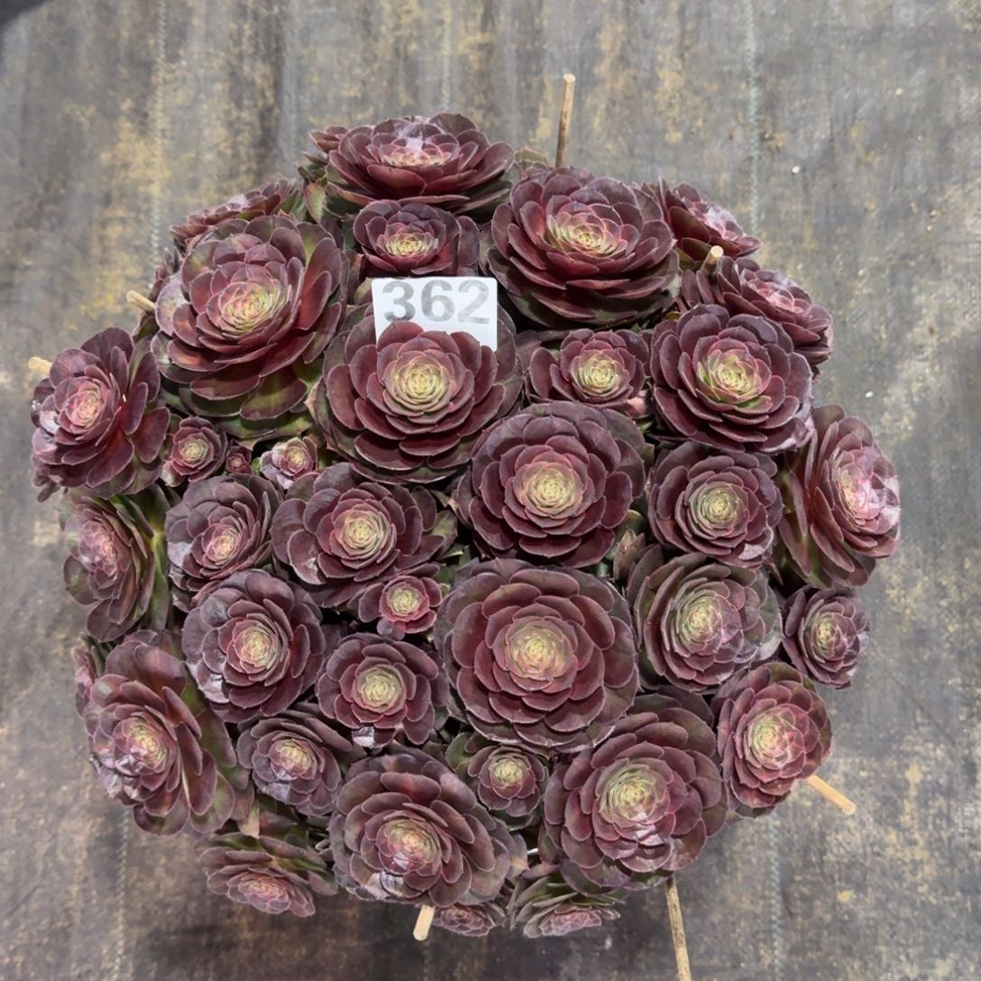 灼**华362！抹茶法师多肉植物