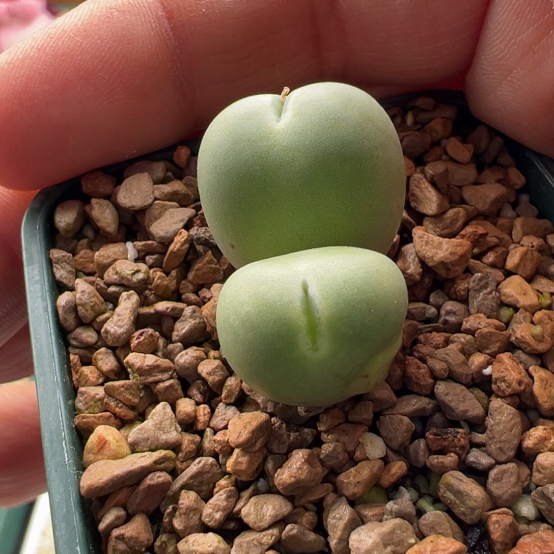 387。优选大型体小拳拳。干疤福利