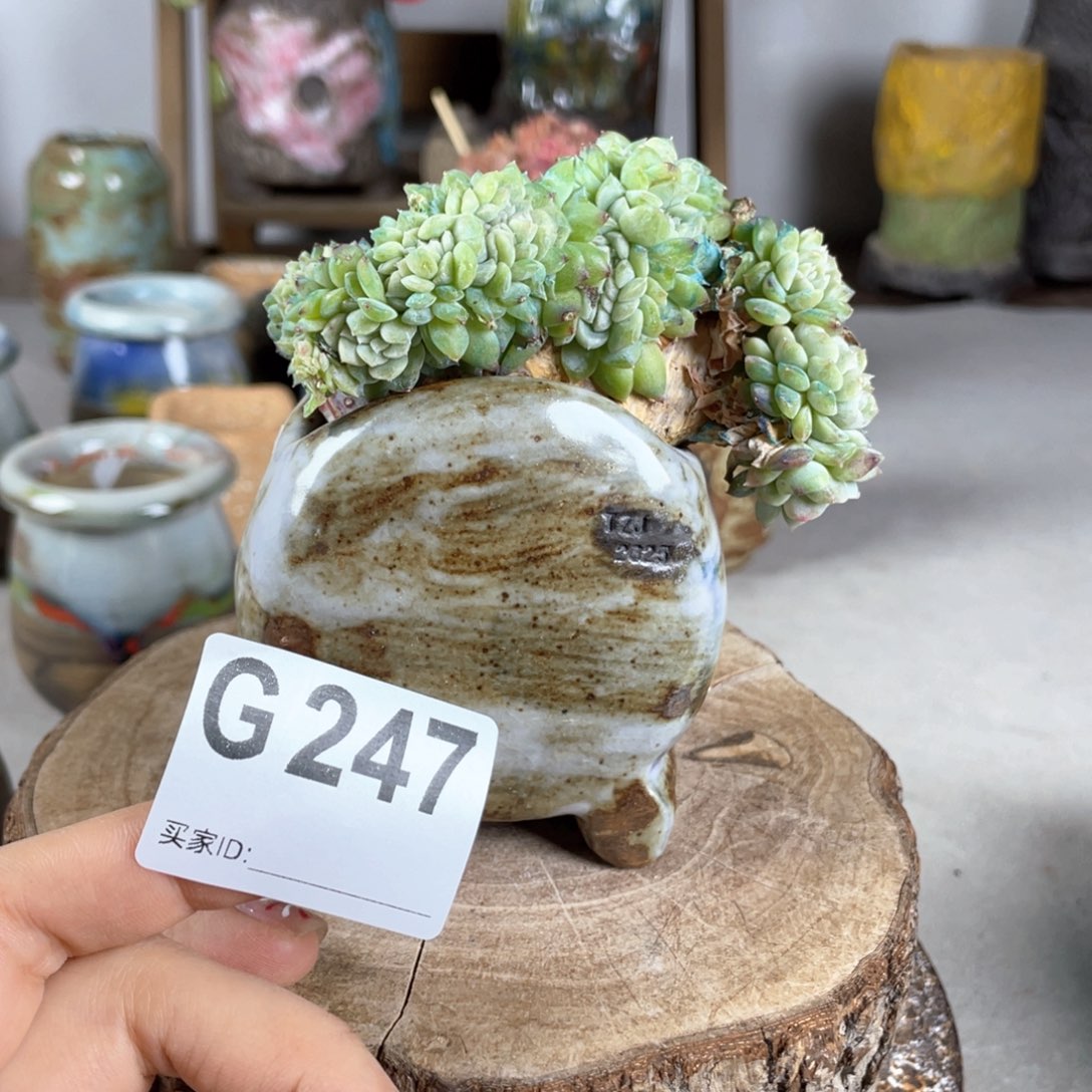 紫砂花盆鼓盆 内口5x3不含肉