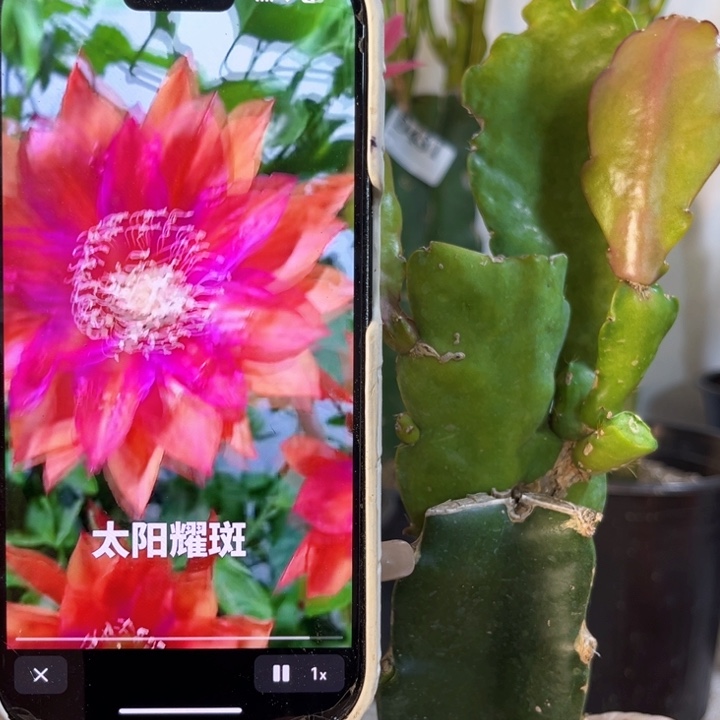 当前无花栽培后可以开花464