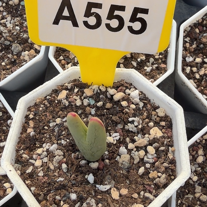 榴****555mnnnnnnnnnnnnbnnb