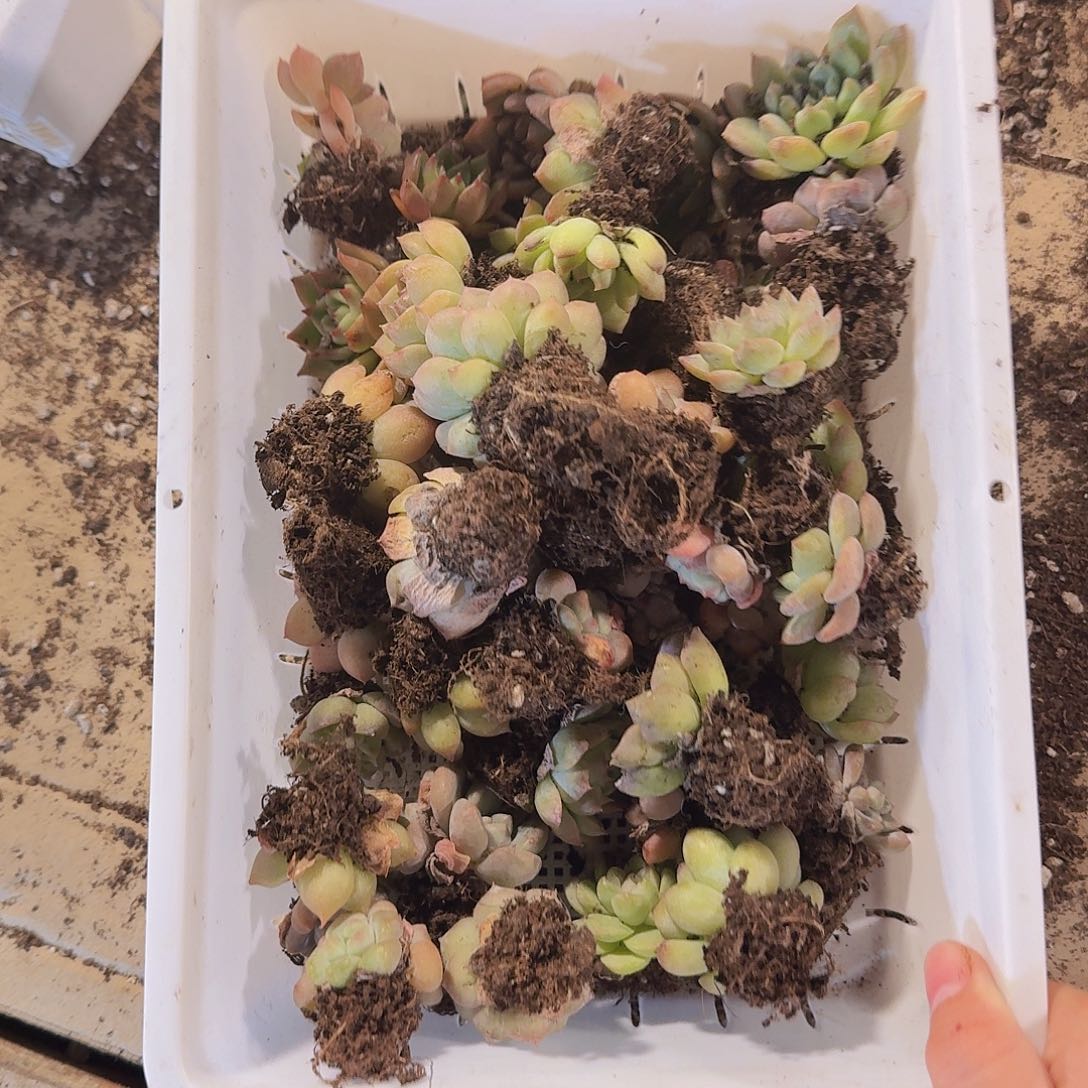 瑕疵不售后福利29