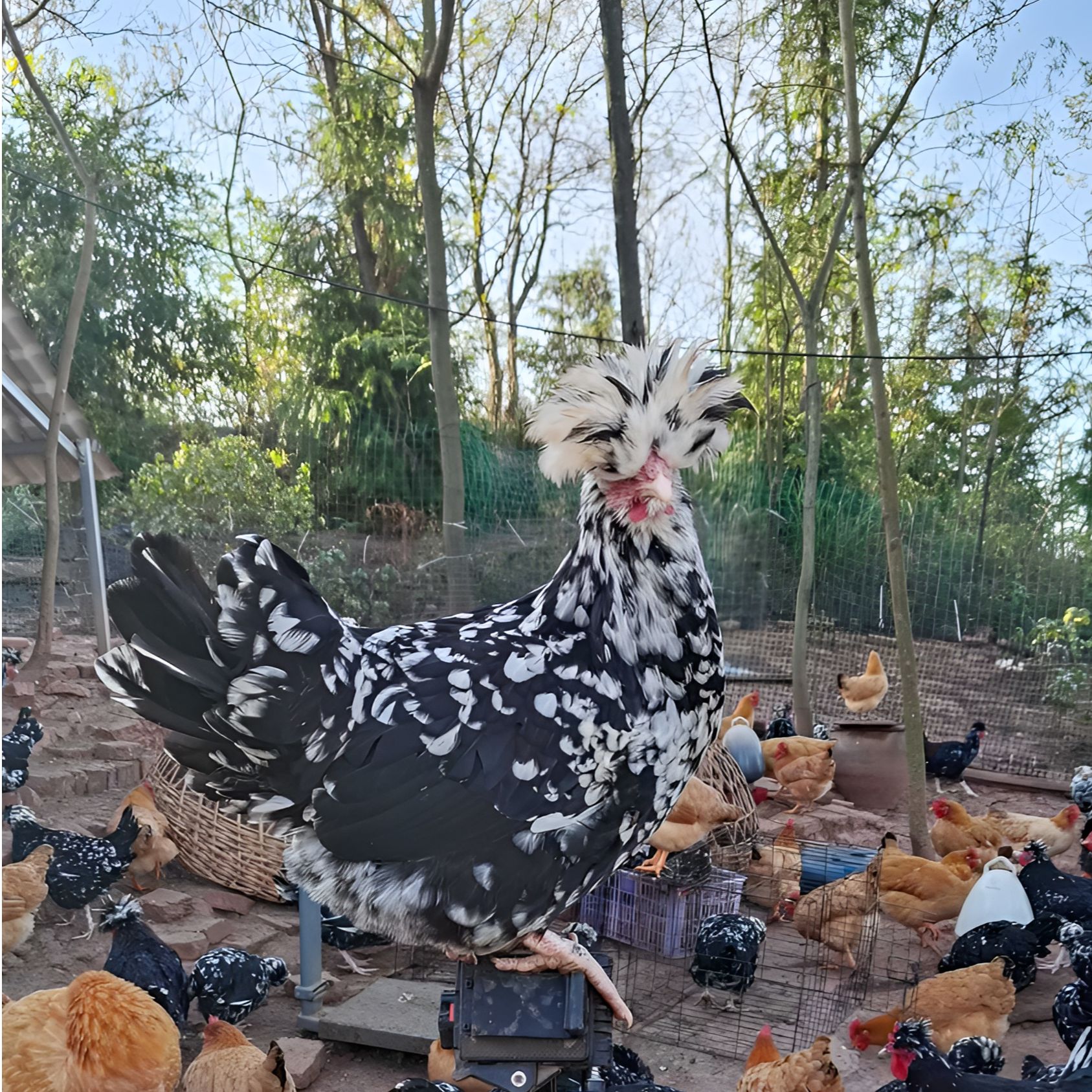 快下蛋山林散养贵妃鸡五谷杂粮喂养