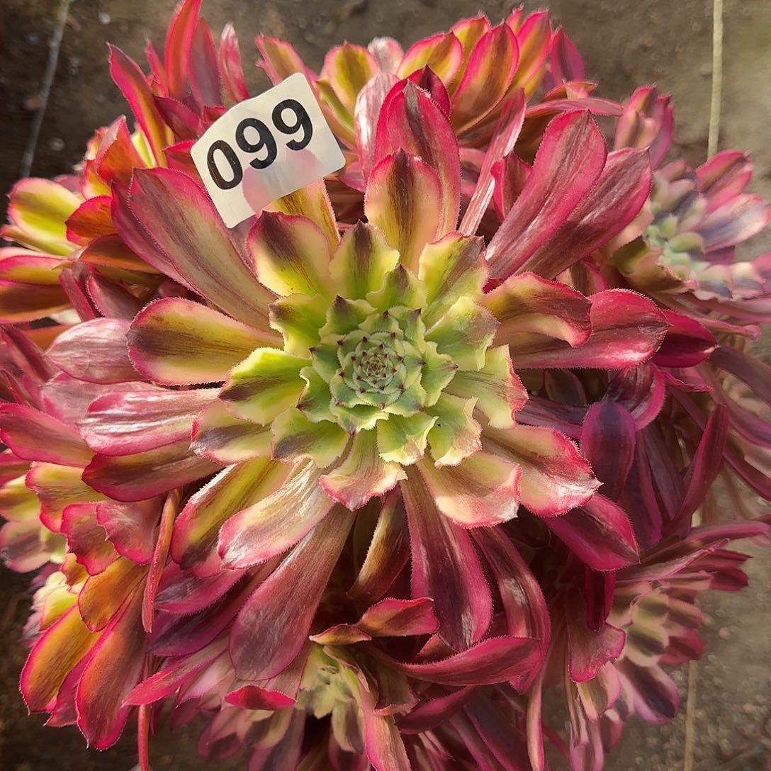 多肉植物琉璃099