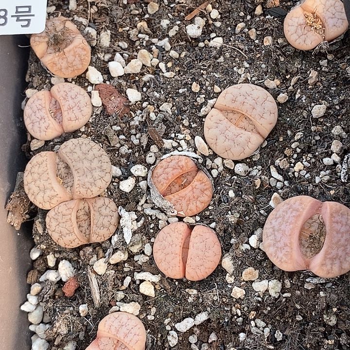 桃喜花园0203-88拿铁