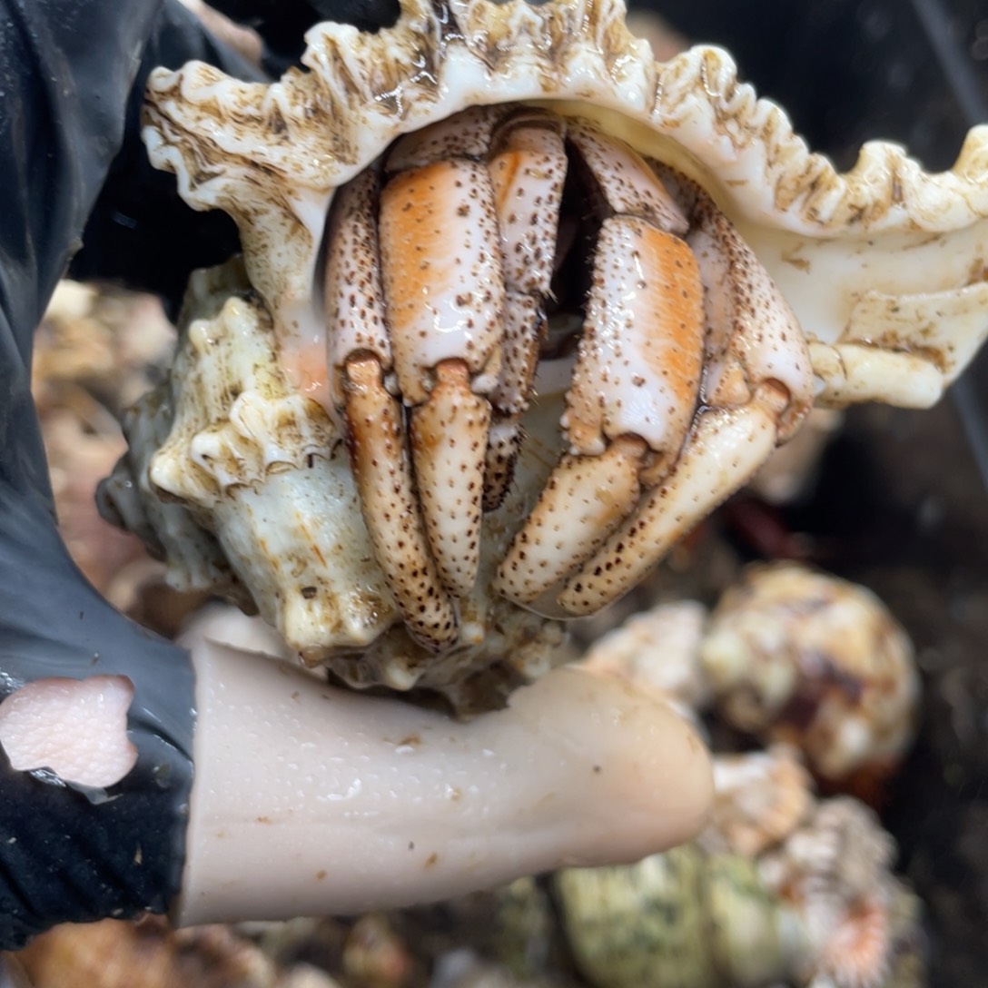 不退不换活体宠物183