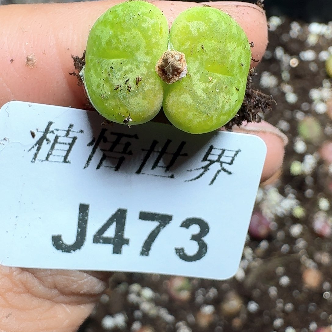 473号多肉植物哇f v