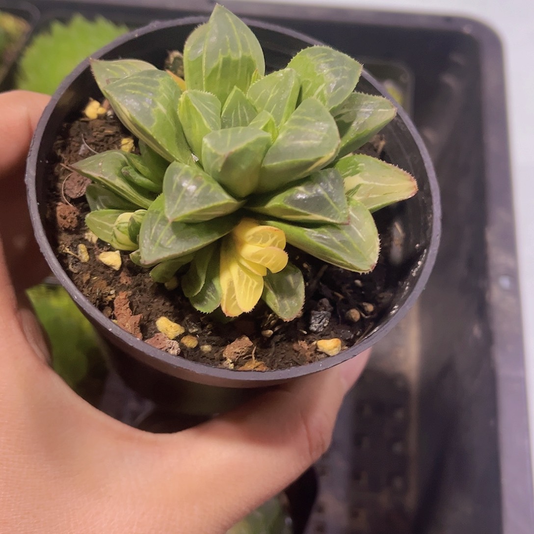 姬寿锦玉露多肉植物