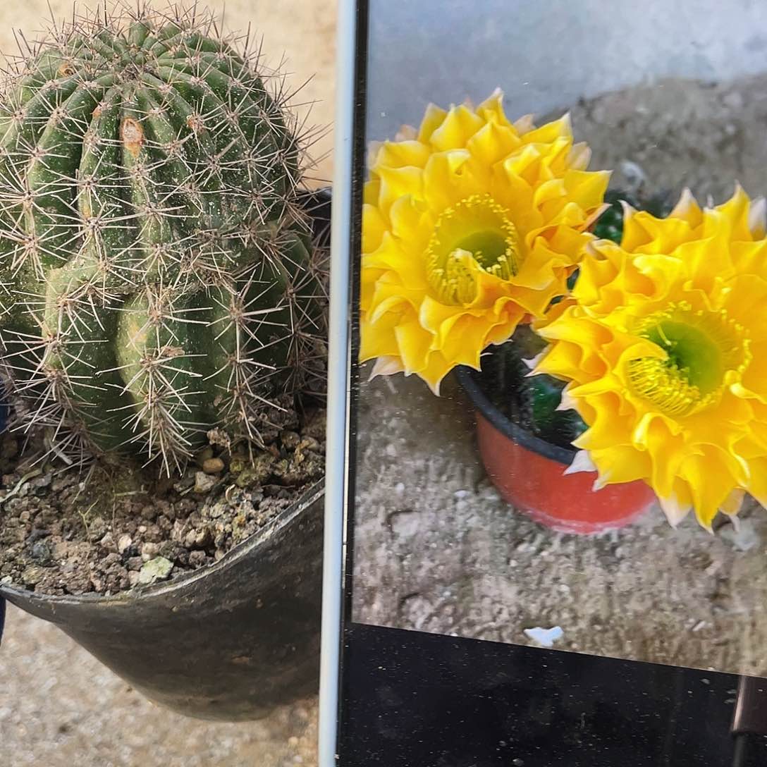 G22自根球带疤5公分以上满18包邮