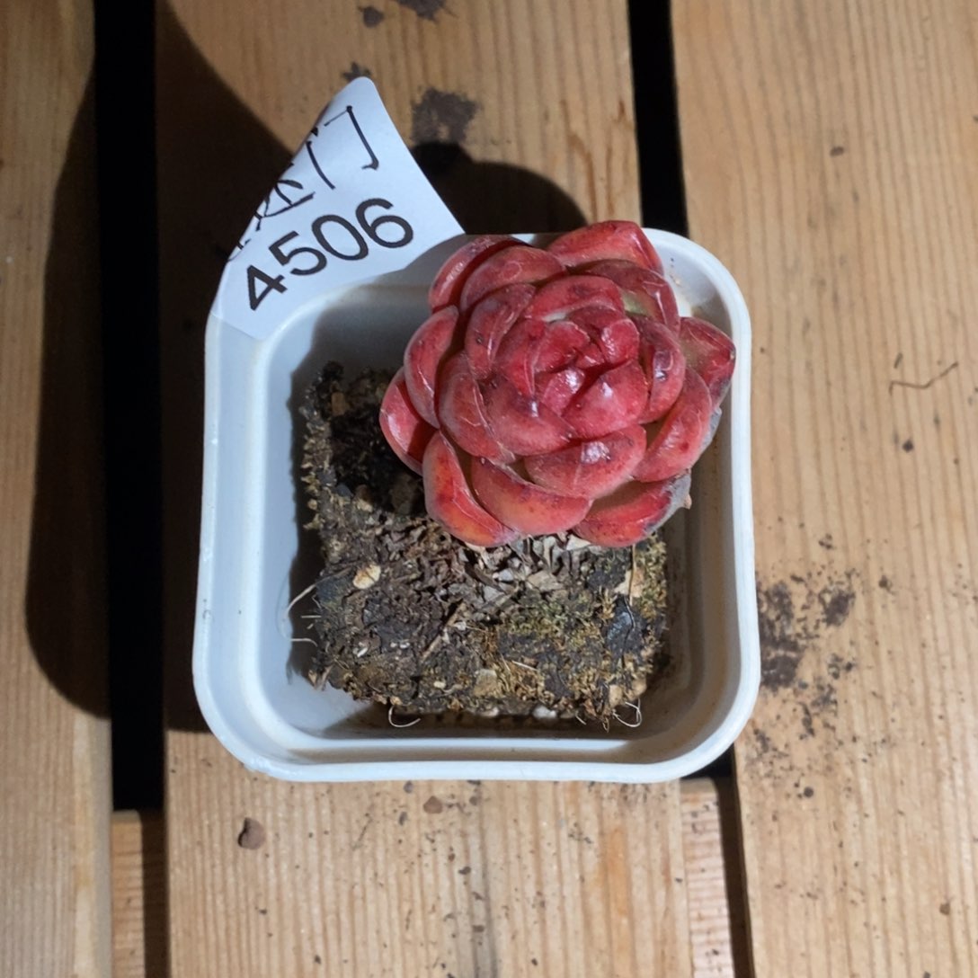 杂交精品多肉4506