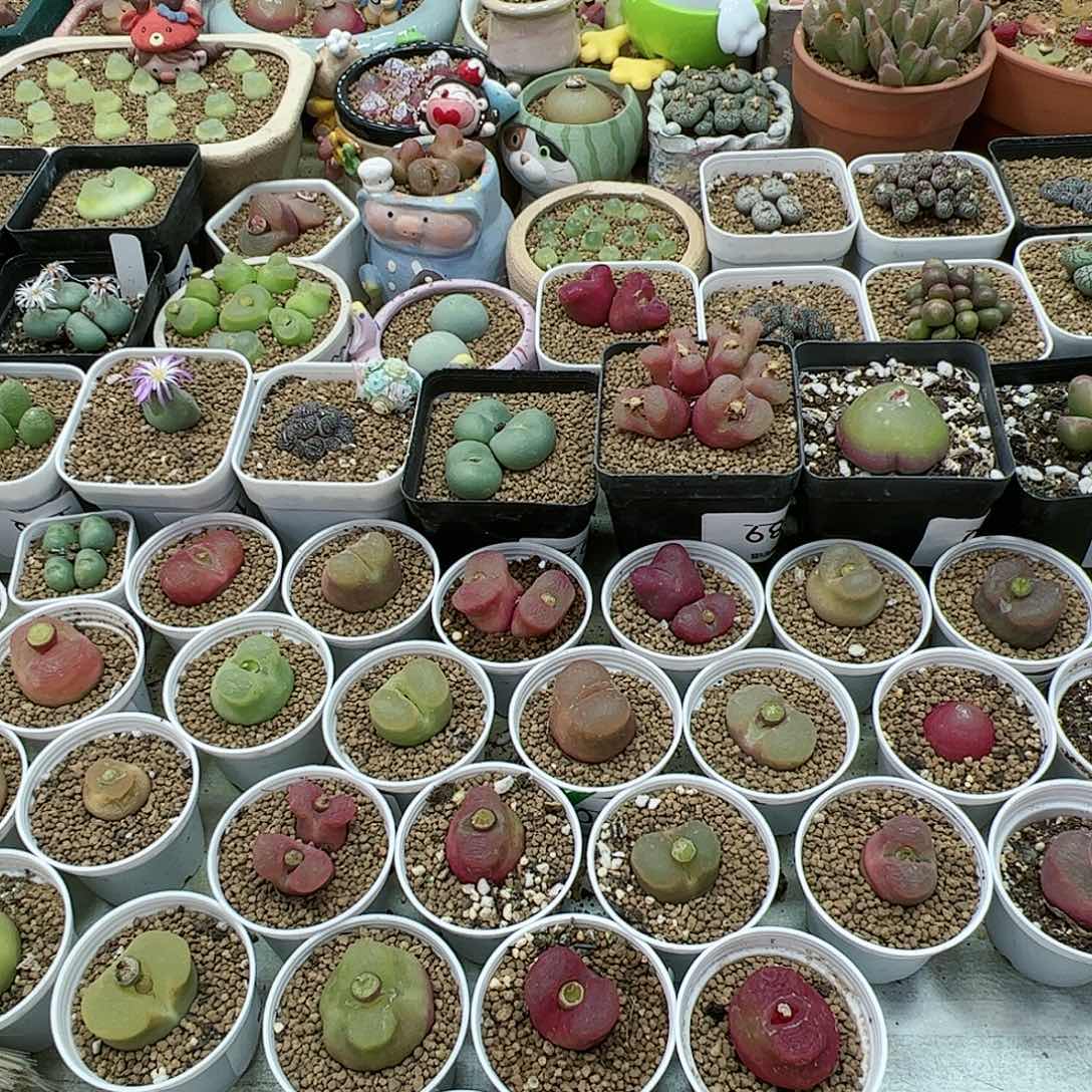 【闪购商品】卓*念100元盲拍 小东西 杂七杂八