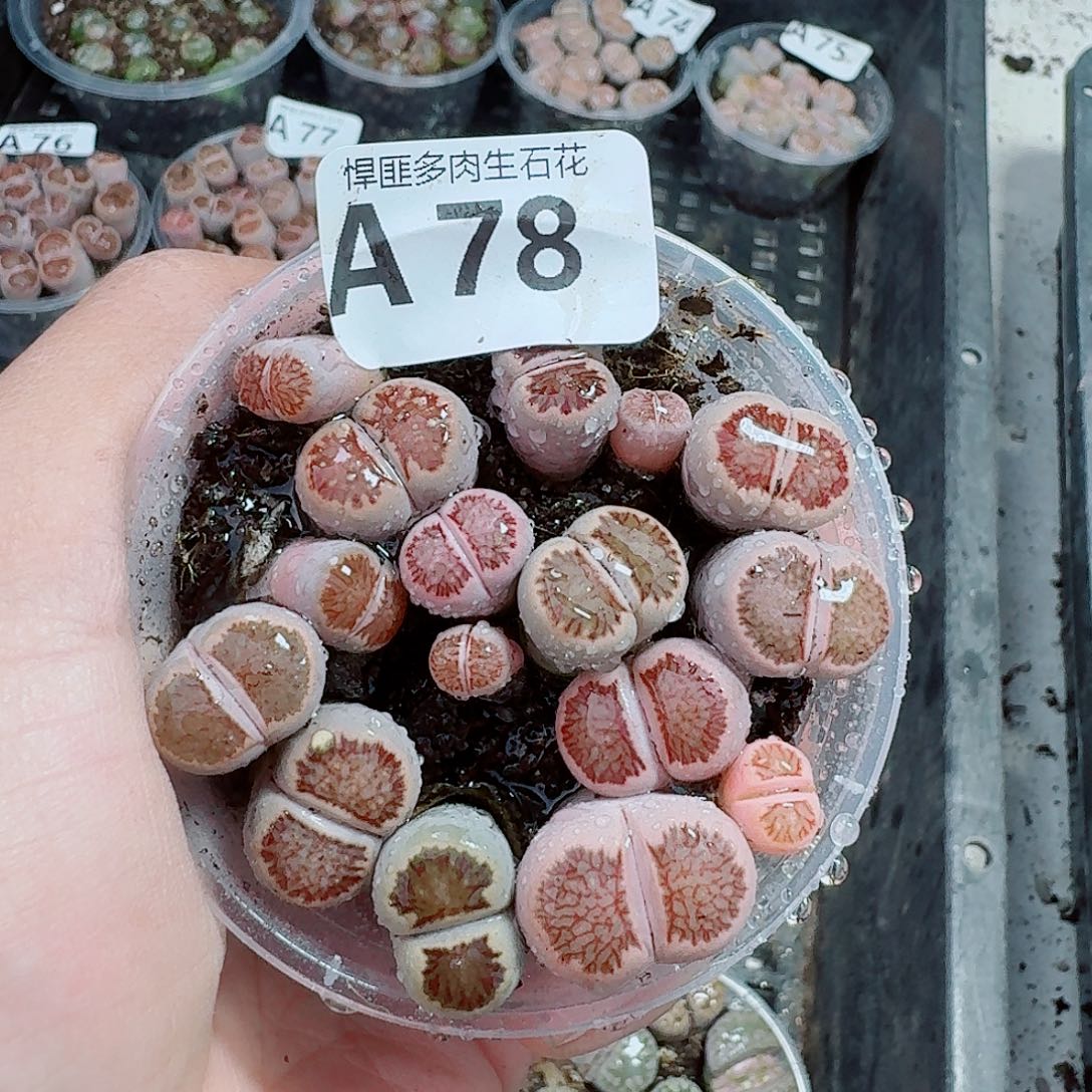 78多肉植物多肉植物