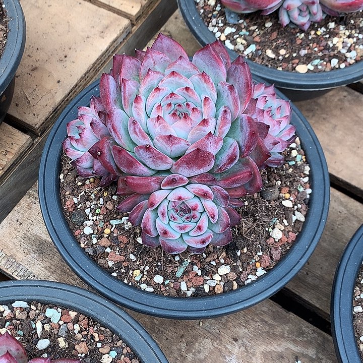 美肉特价活动开始了