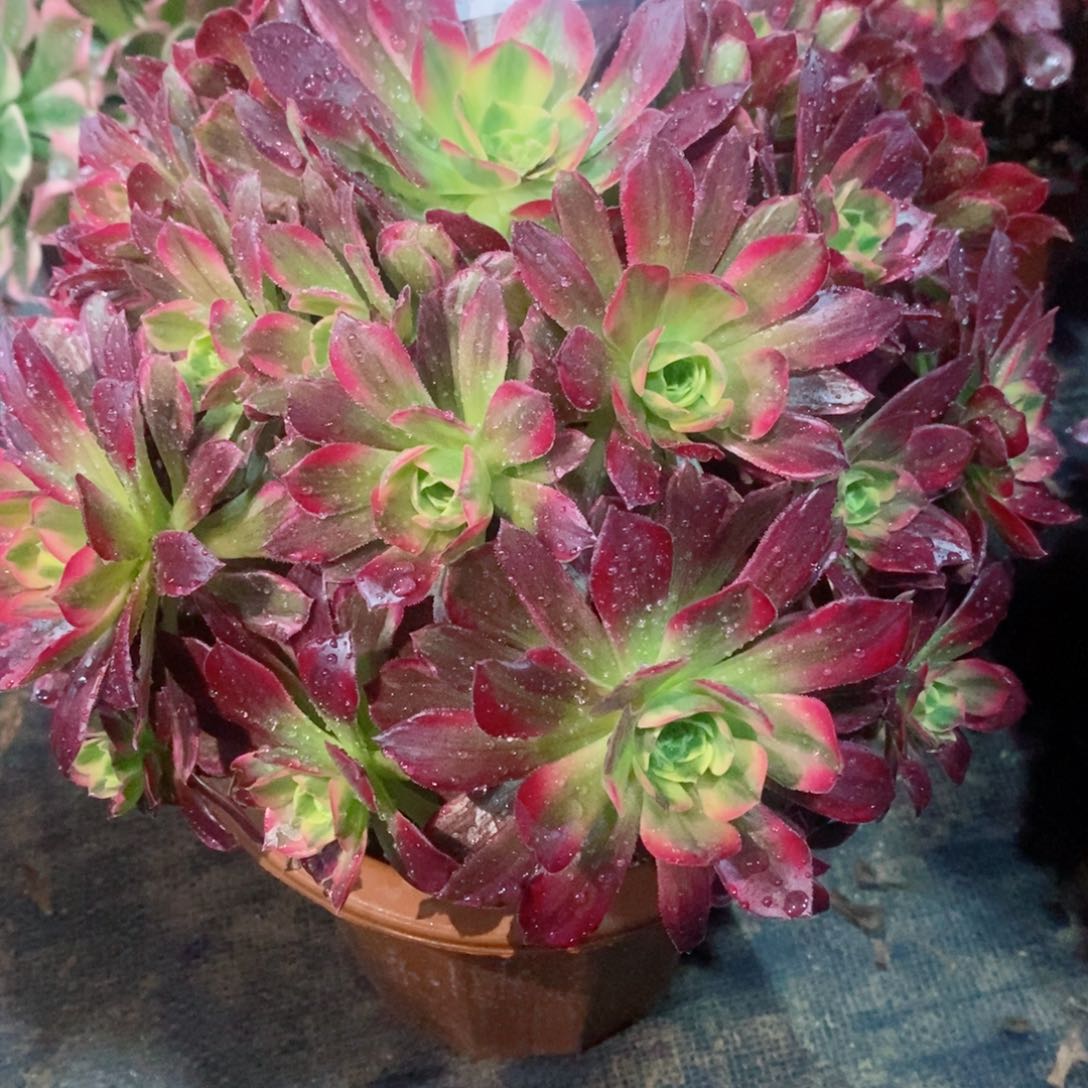 安娜780多肉11111