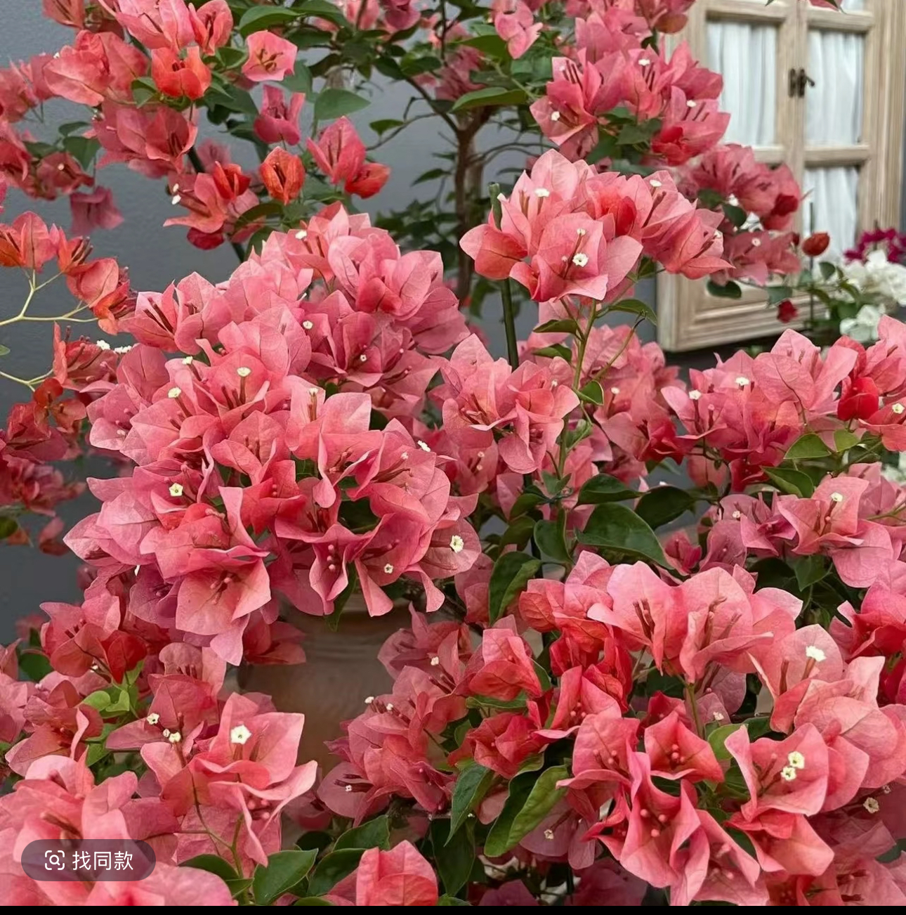  不甜西瓜三角梅花苗（修剪发货 运输掉花掉叶介意慎拍） 