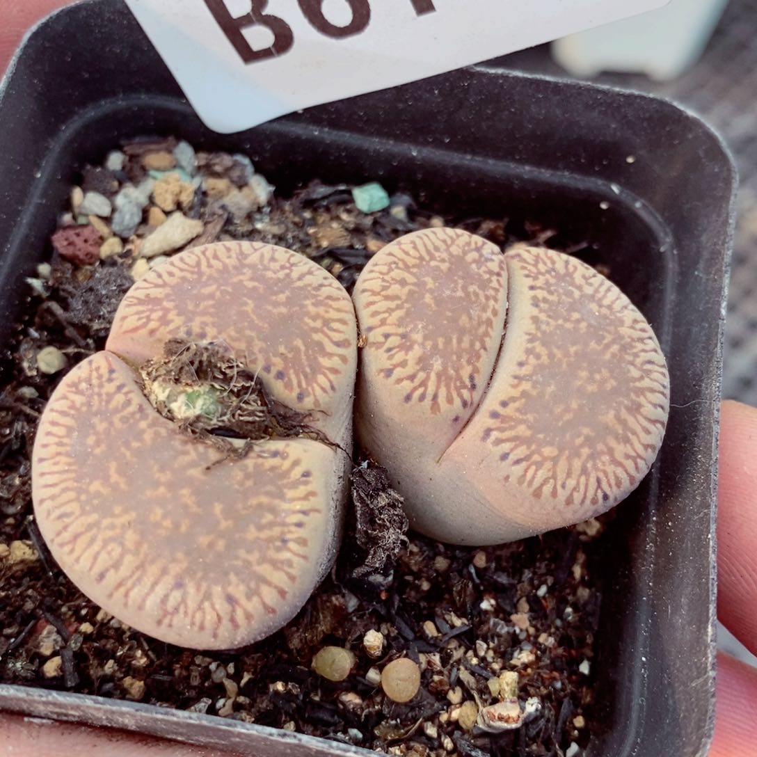 我是一只小小鸟地域鬼的617