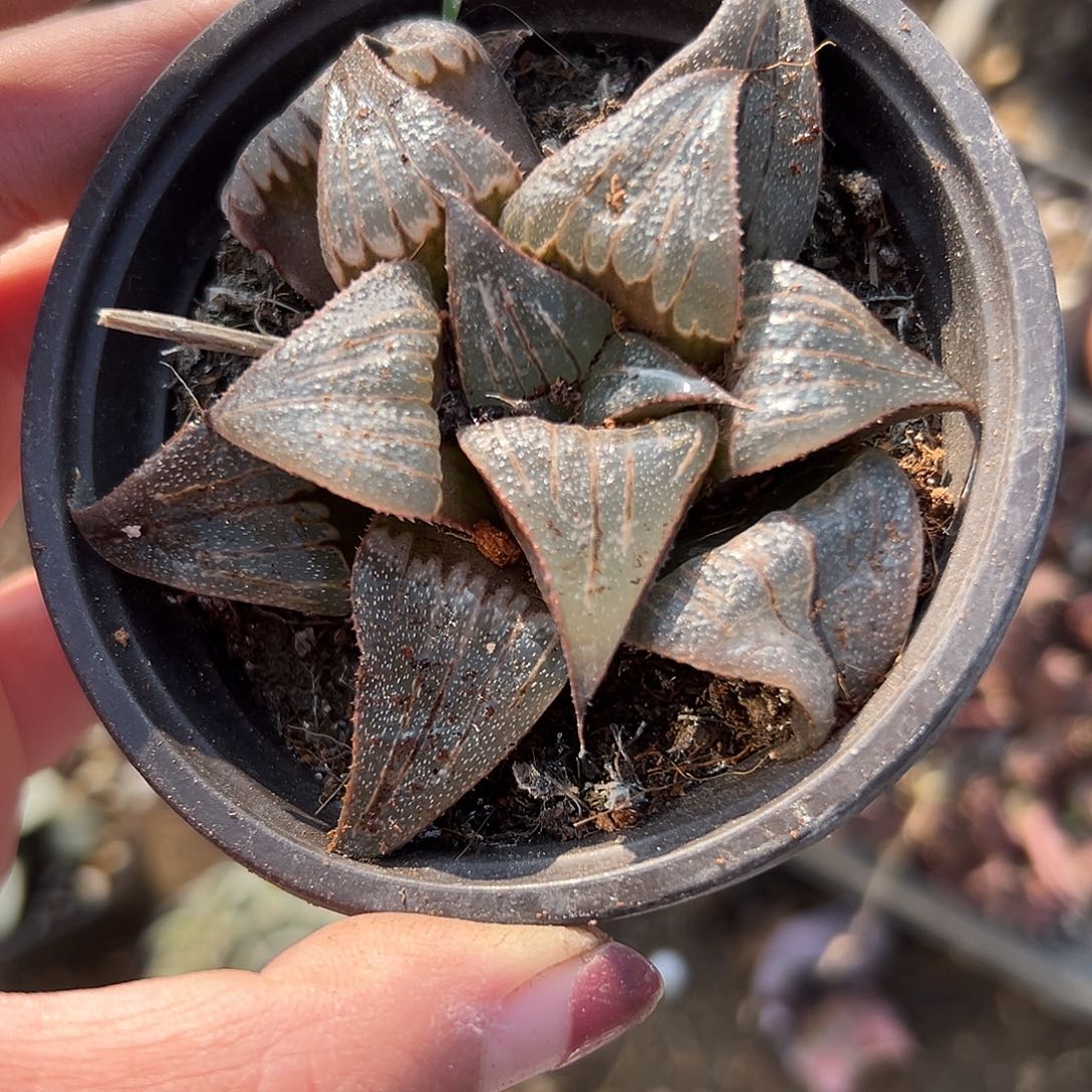 多肉植物多肉植物
