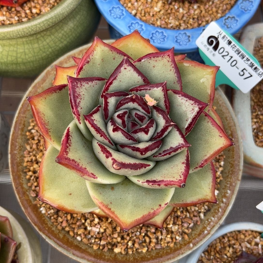 多肉一物一拍0210-57