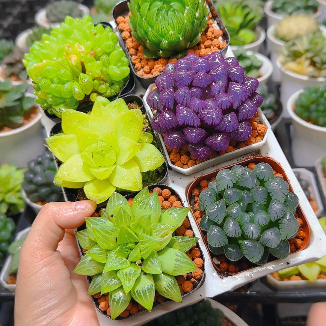 玉露群，蝉翼，黄金，紫宝石，玉露寿，冰灯