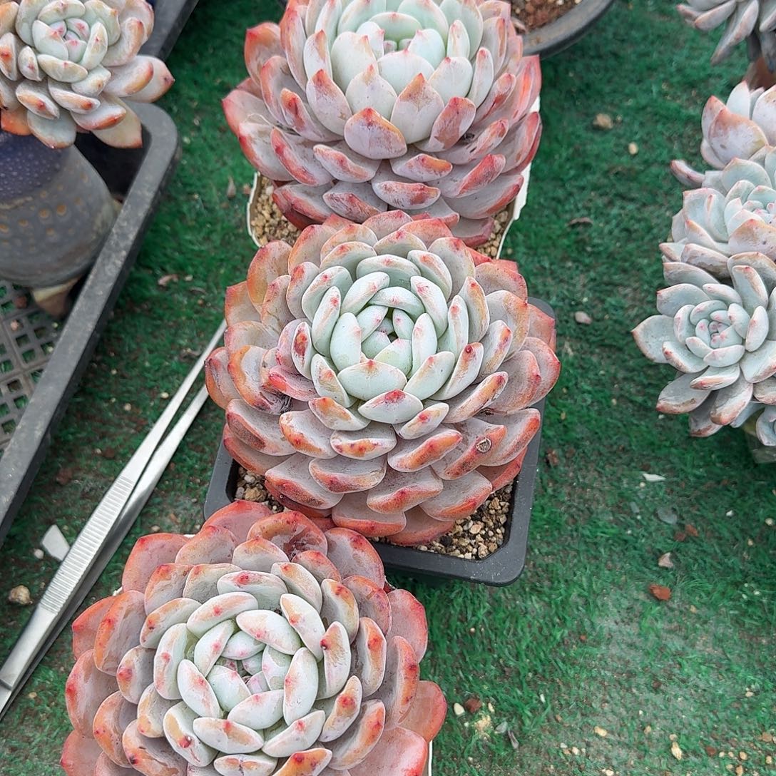 橙子单头3个一组呀