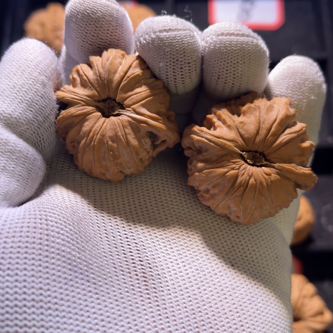 锦*秦皇岛山地果全品—51